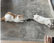 ネコが寝そべっている写真